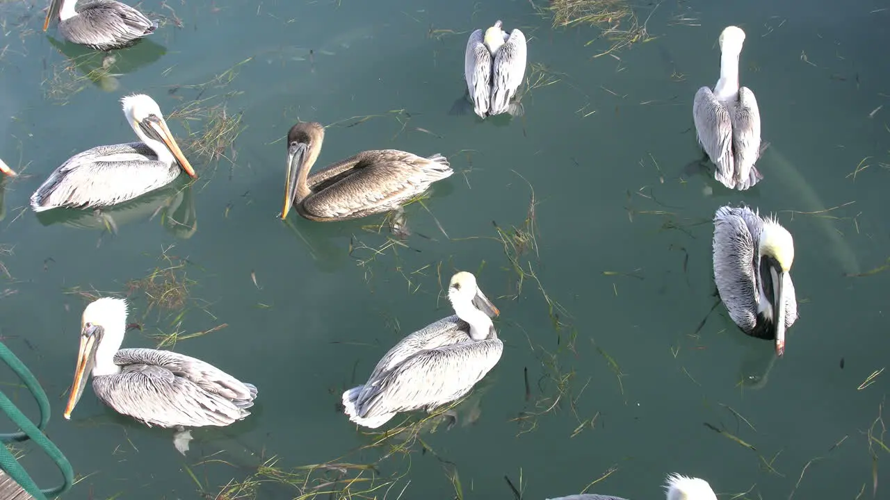 Florida Key West Pelicans And Fish