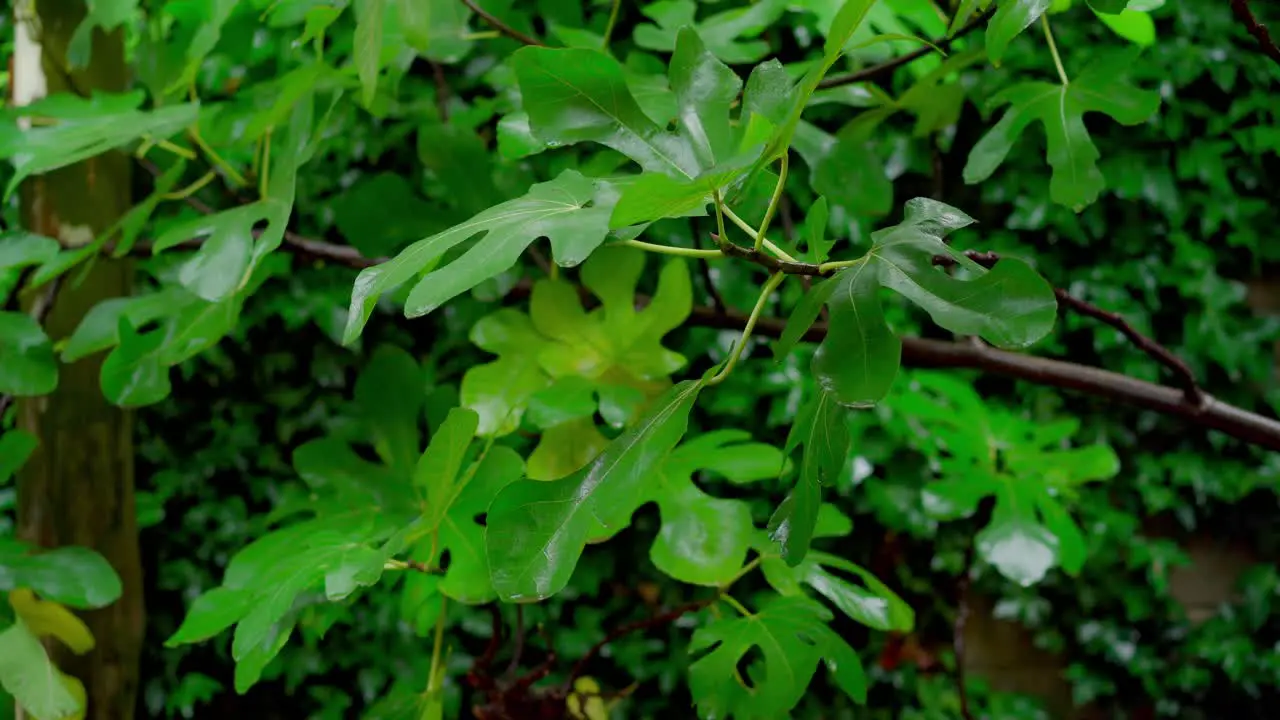 Leaves outside in the rain tropical forestry area lush Green