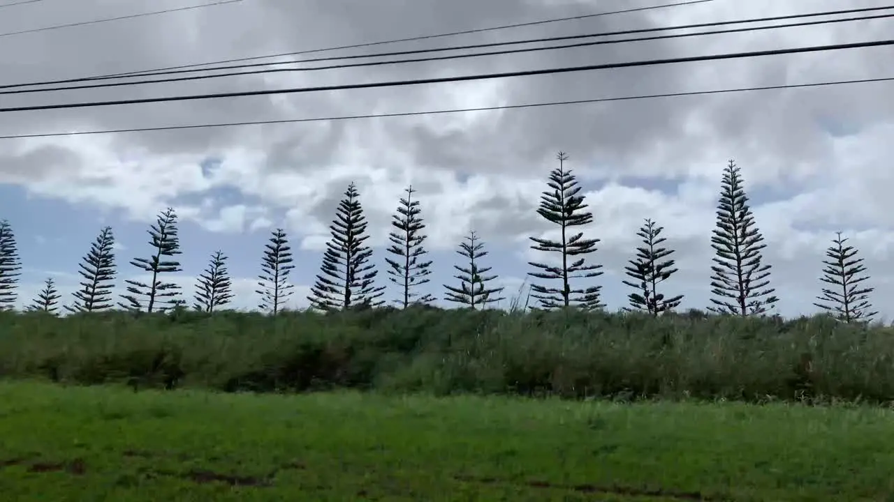 POV out car window of pine trees driving down road in Molokai Hawaii