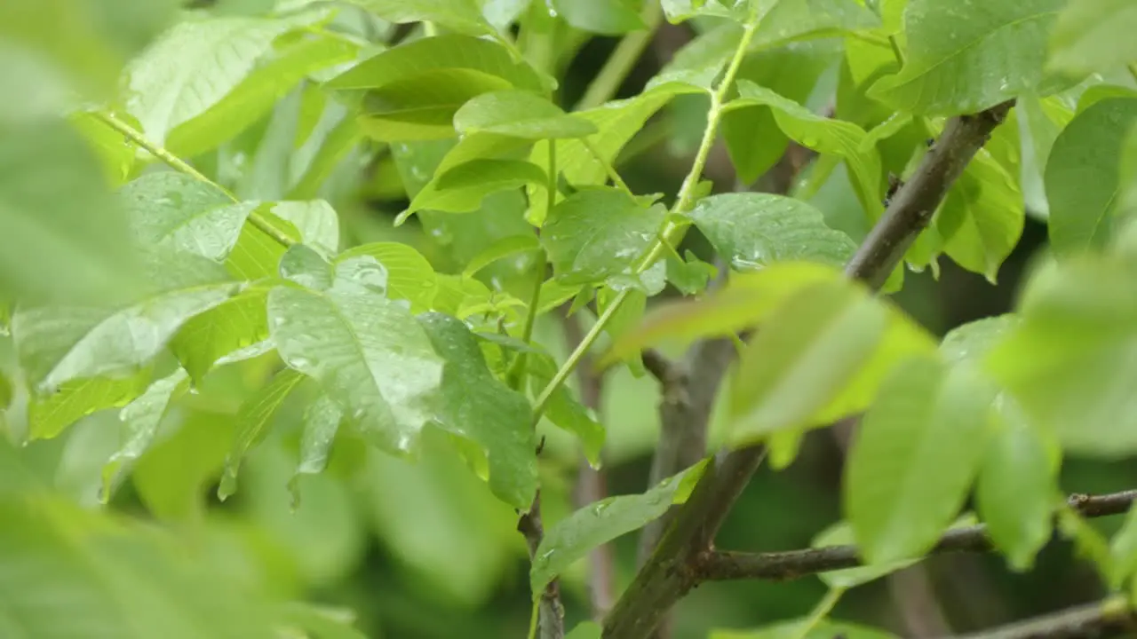 Rainy leaves and trees in the wind