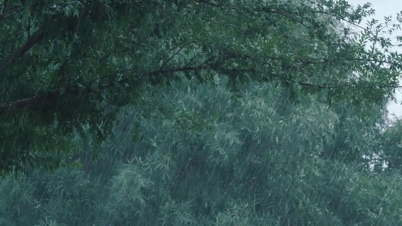 4K footage of a rain storm causing the trees to sway on a grey and rainy afternoon