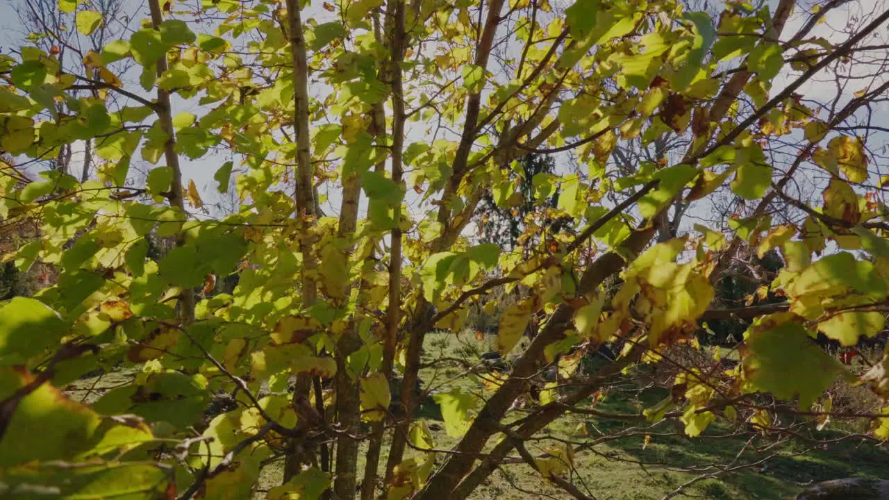 Autumn leaves in the wind