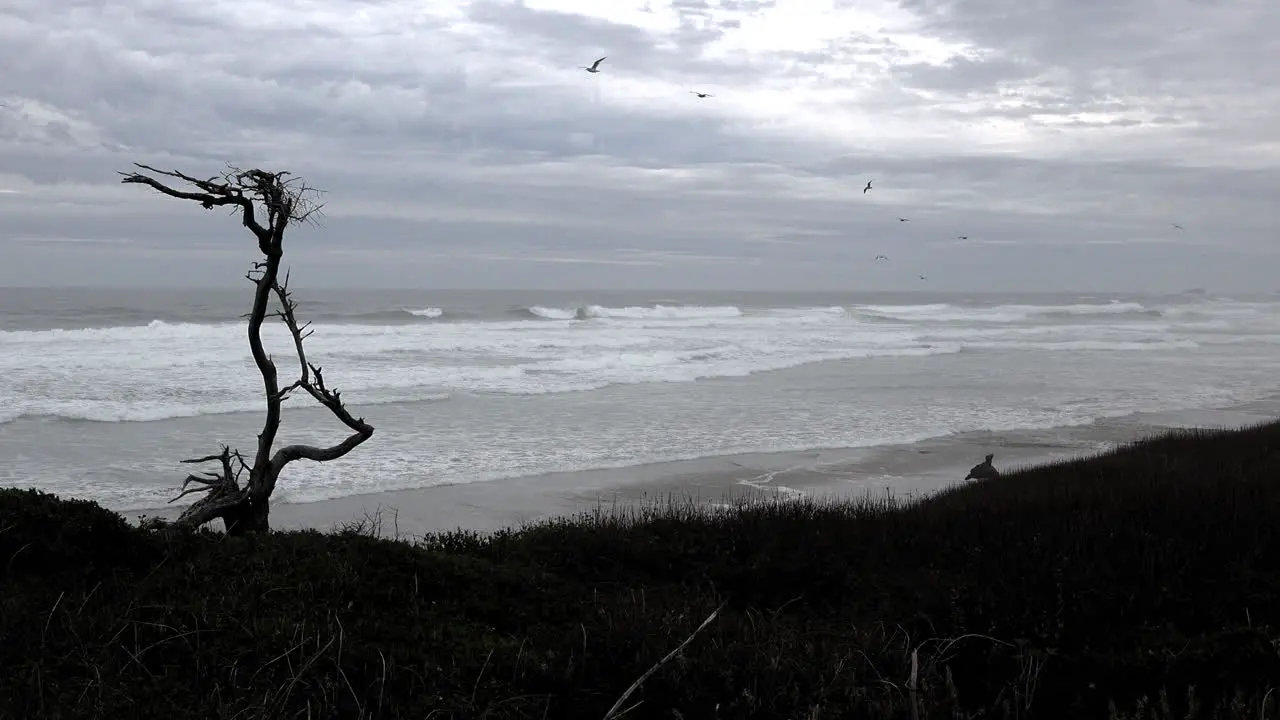 Oregon Coast With Dead Tree