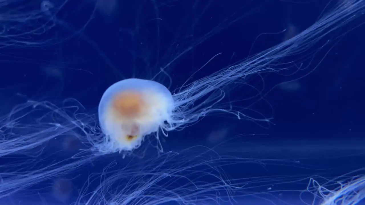 Jellyfish in a water tank