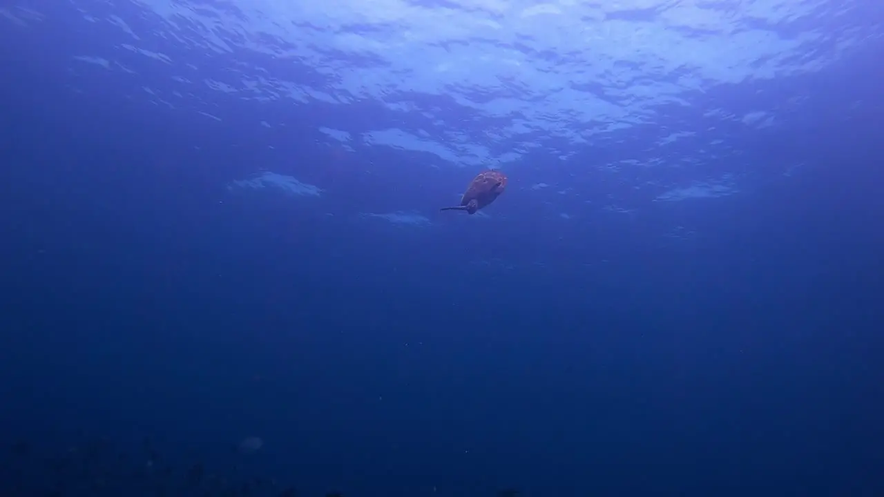 Turtle swimming down to a coral reef for food