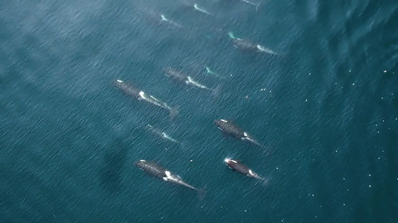 Aerial Hexacopter Footage Of A Group Of Northern Resident Orca Killer Whales In the Ocean 2010S