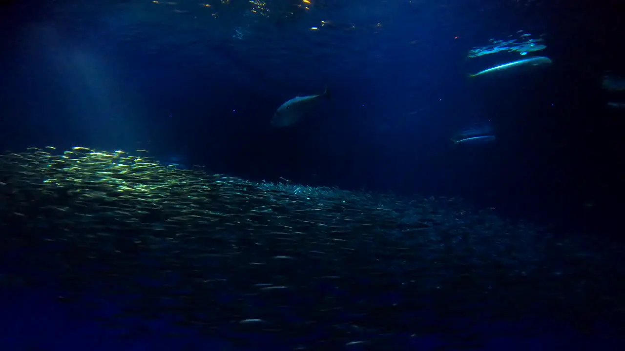 Monterey Bay Aquarium