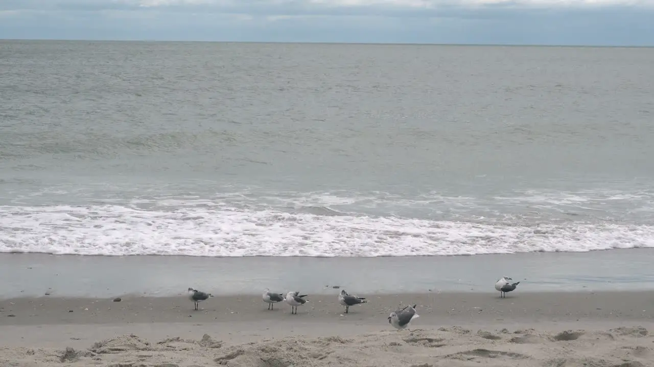 Seagulls line up at the edge of the tide on Ocean Isle Beach NC