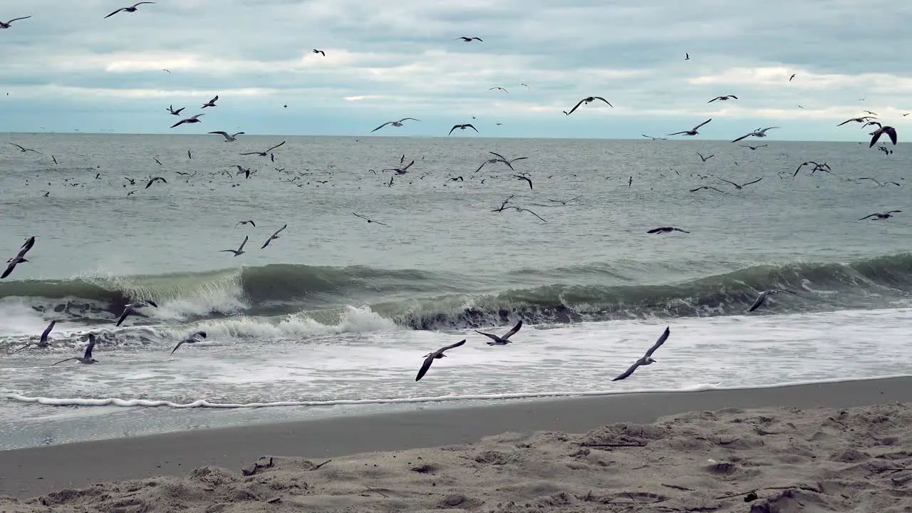 Gulls taking off and circling