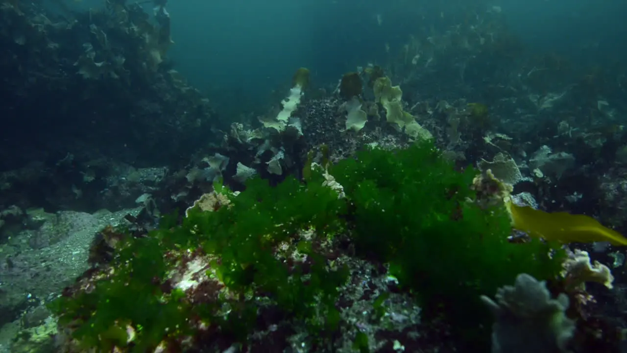 beautiful reef with kelp forest in cold water during a dive