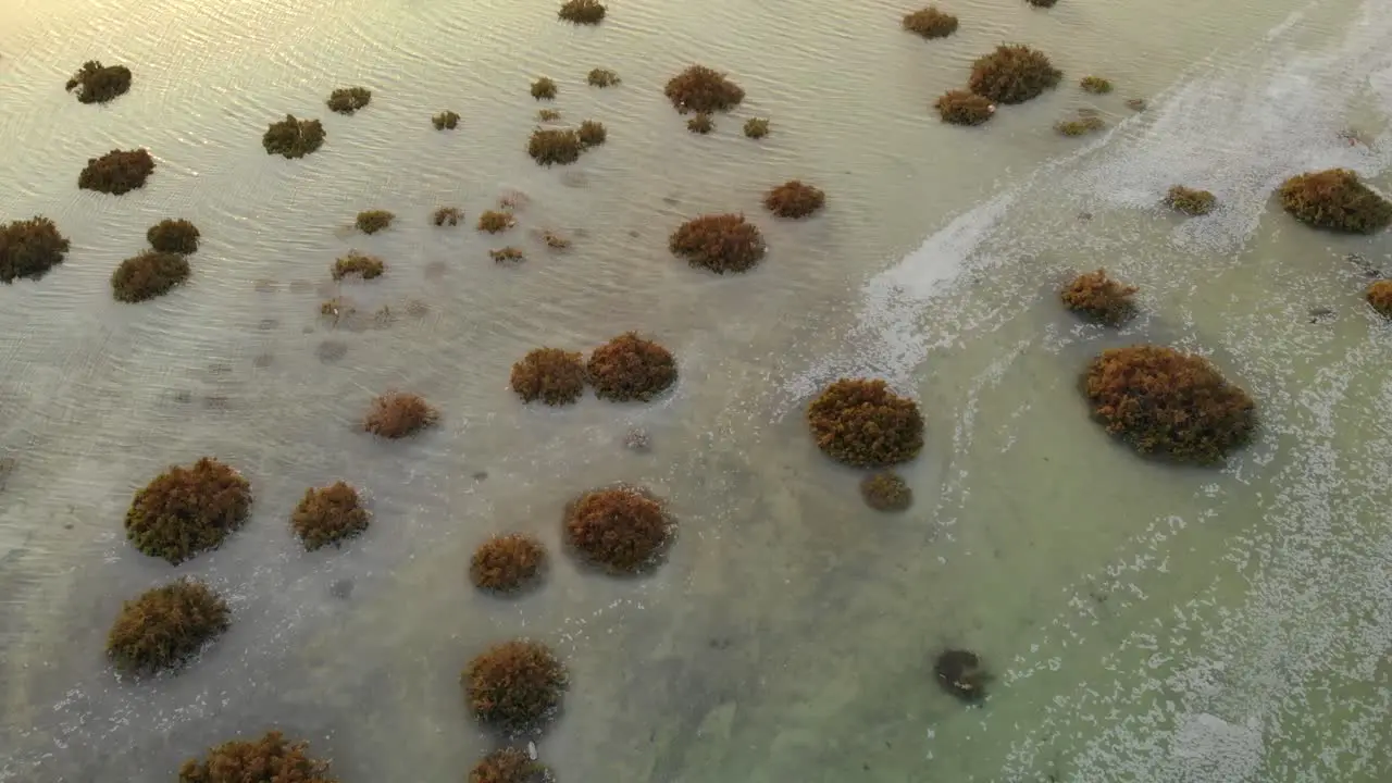 Drone crane mangrove shrub ocean water revealing beautiful sunset reflection