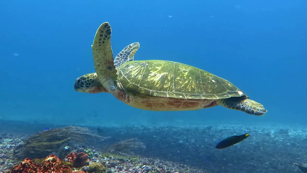 A turtle covered in algae swimming along