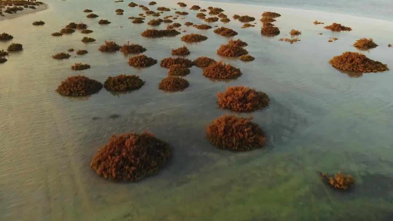 Drone fly over mangrove shrubs growing out clear ocean water to tropical ocean