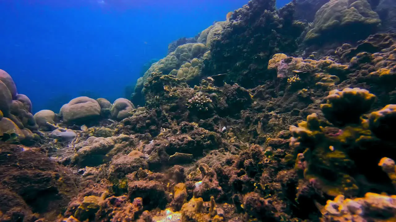 Static underwater shot of dead corals in reef with tropical fish swimming around