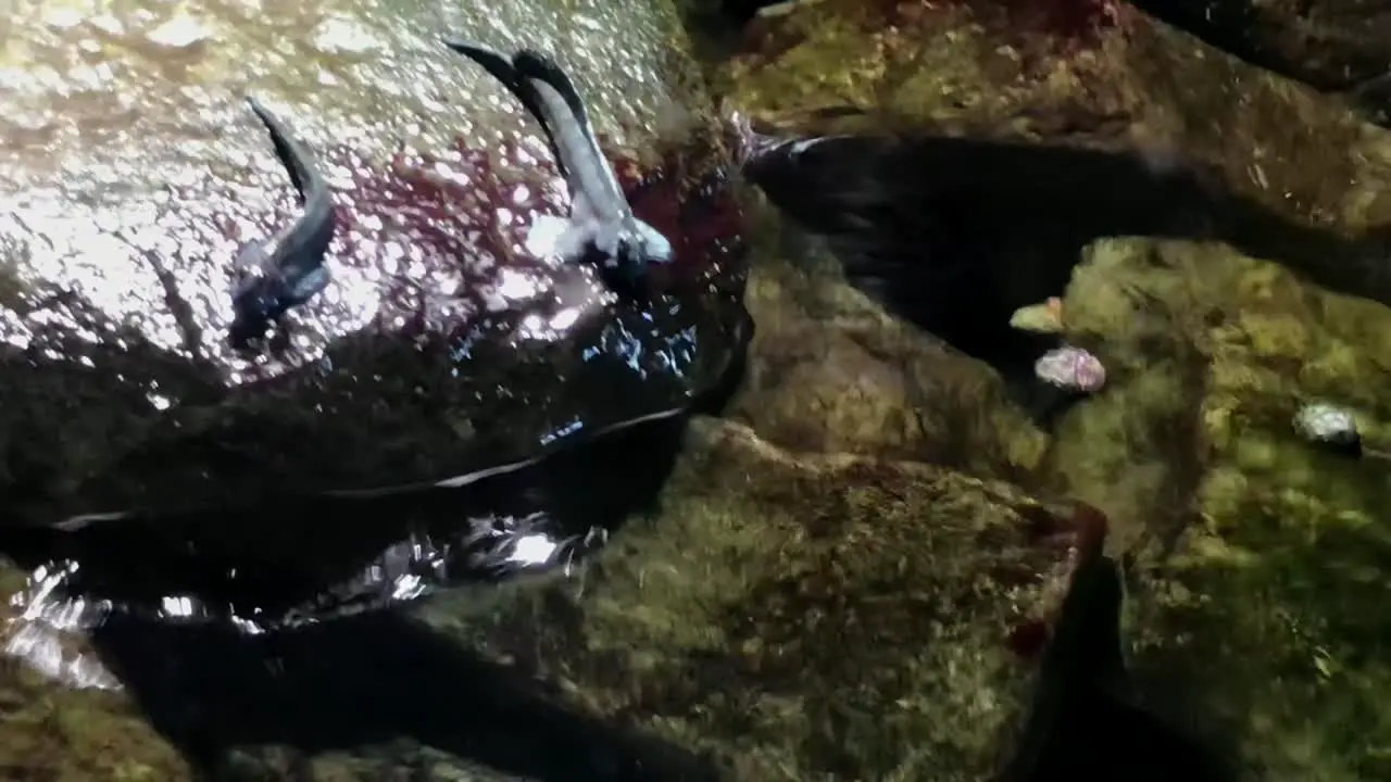 Mud skippers jumping in water and hanging on the side of rocks