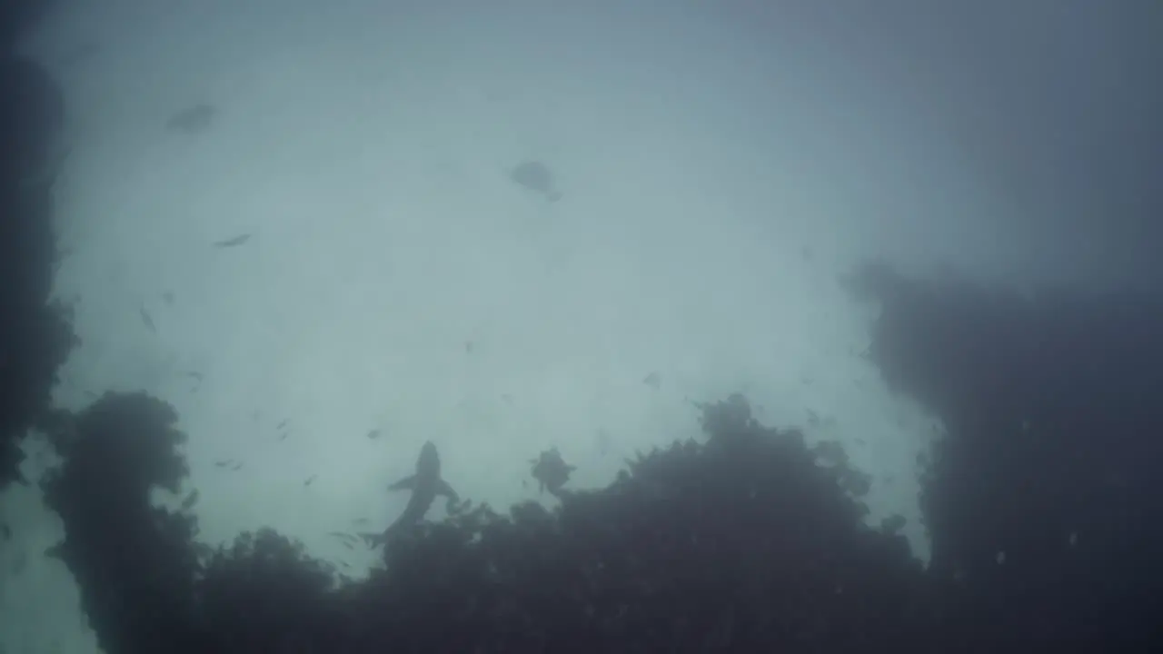 Battle Scarred Great White Shark Carcharodon carcharias 4k badly scarred shark close ups Neptune Islands South Australia