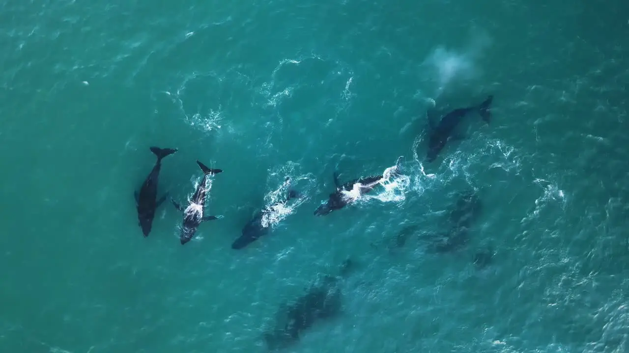 Scenic View of Humpback Whales Pod swimming together turquoise blue sea off the coast of Mozambique