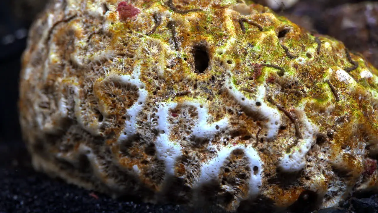 Dead brain coral covered in algae and aquatic worms