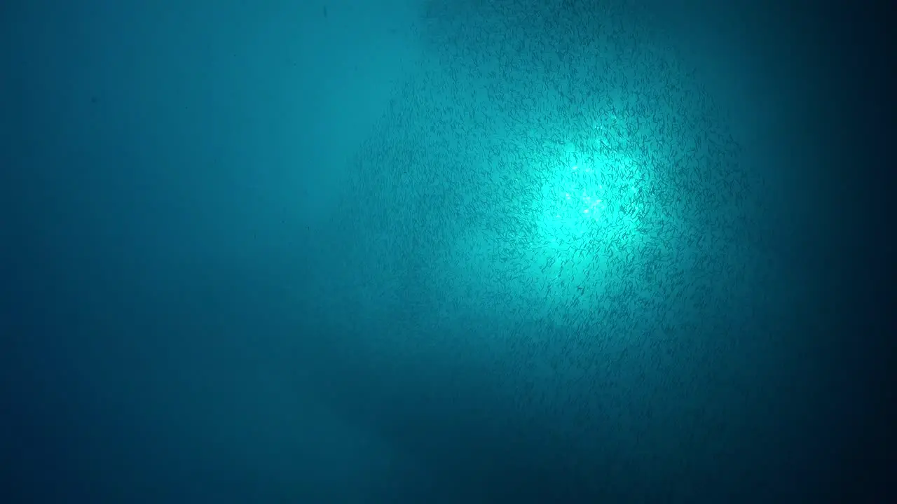 Fish shoal swimming underwater with sun in the background shining through ocean surface