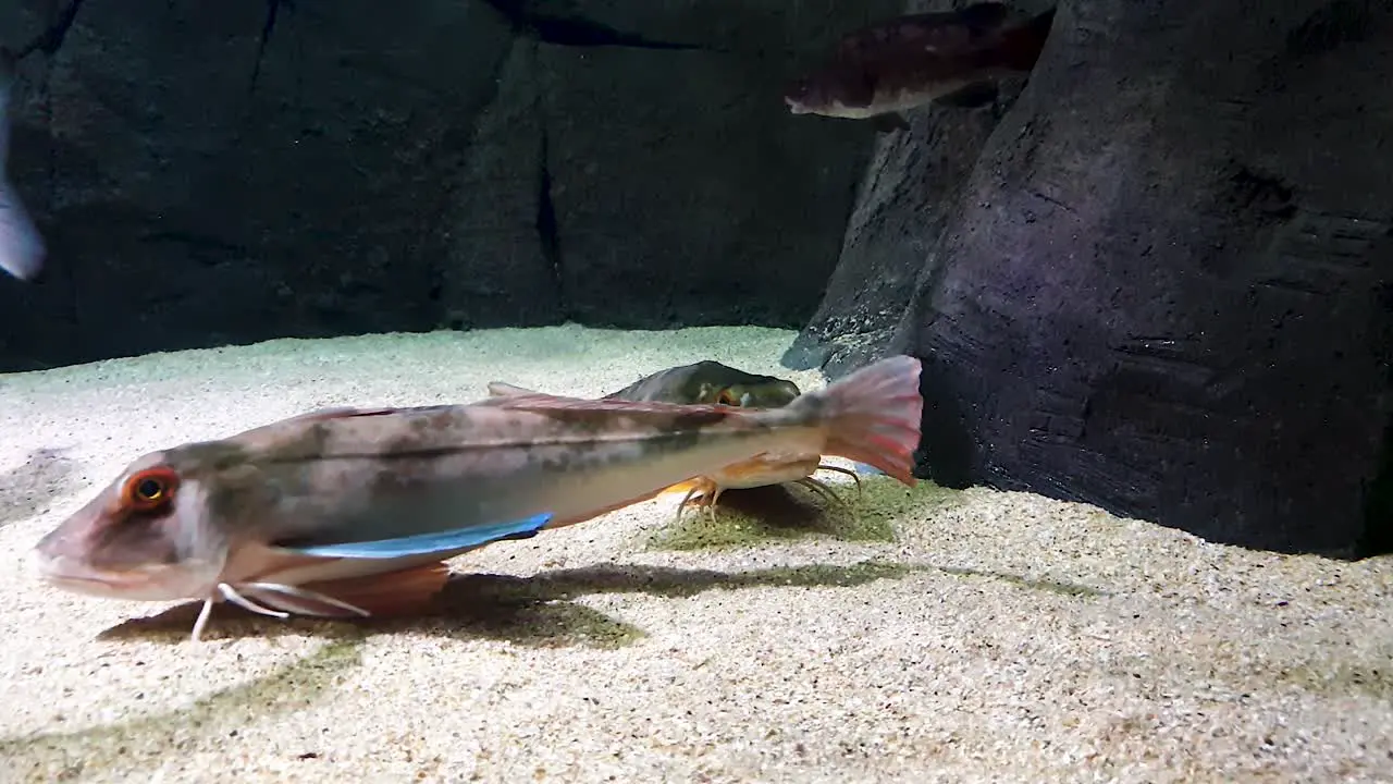 Fishes start swimming under water in the rocky environment