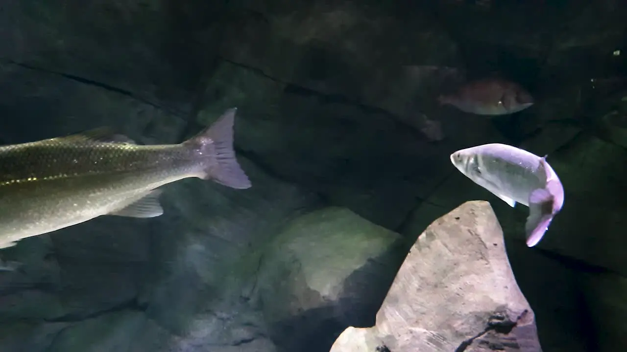 Fishes swimming in the deep and rocky waters