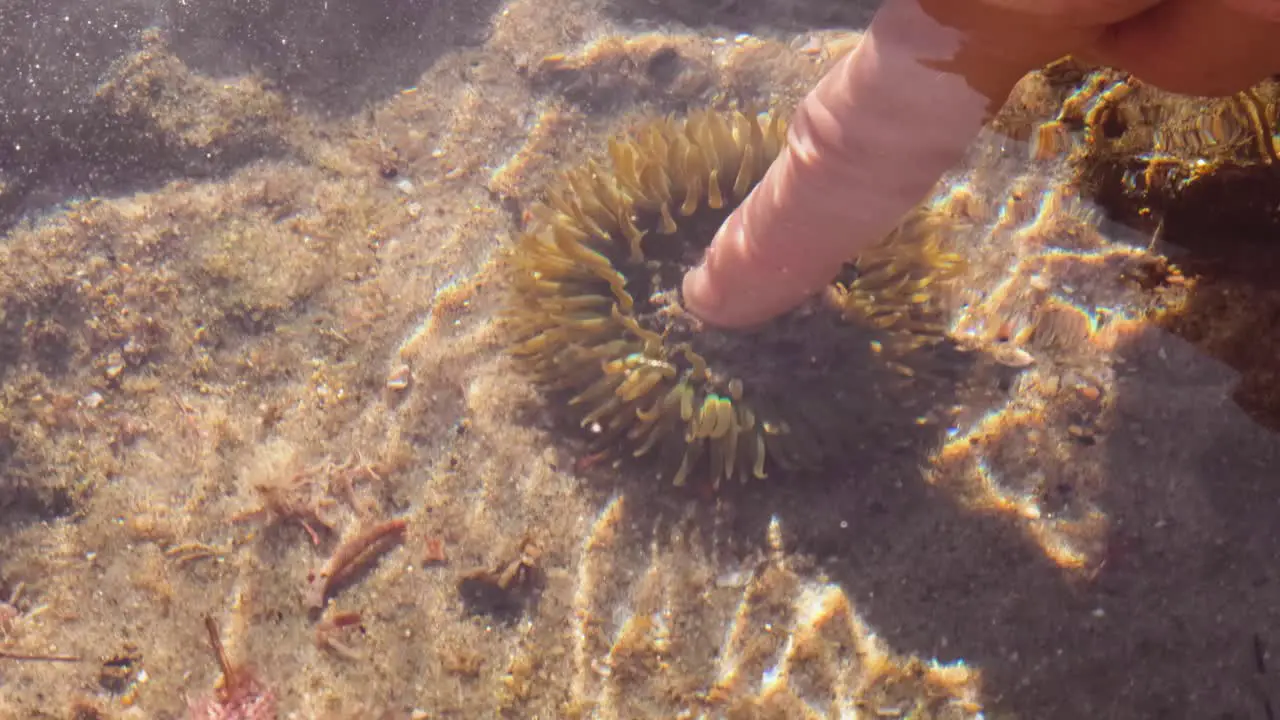 Polyp retracts underwater when a female touches it softly below the waters surface