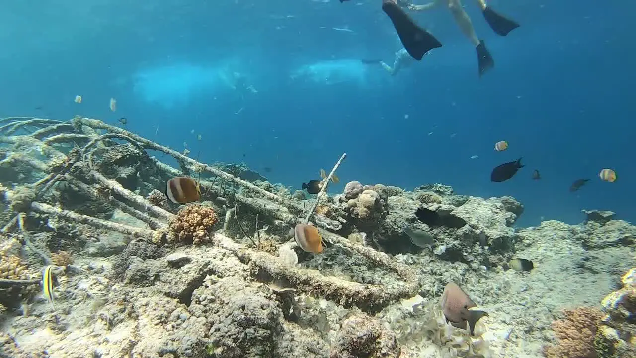 Snorkeling in the Gili Islands Indonesia tropical fish and wreckage