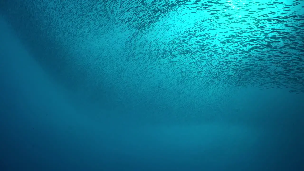 Fish shoal close up in the blue below ocean surface with sun in the background shining through water surface