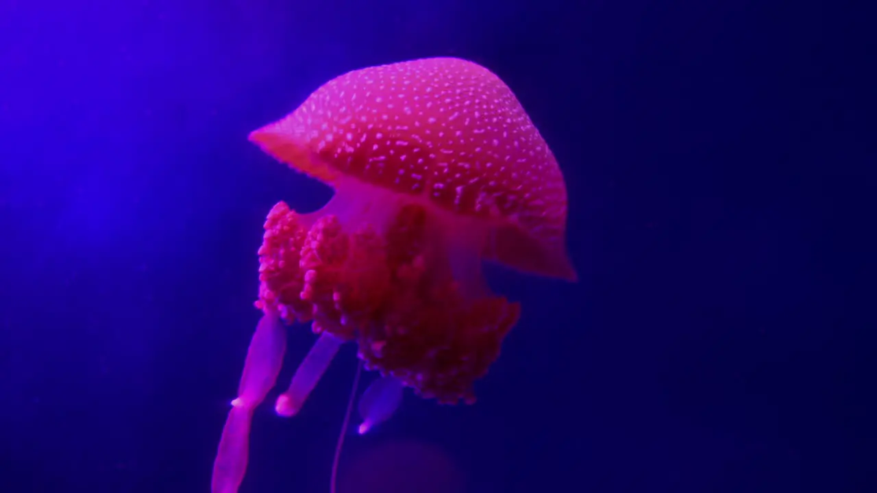 Jellyfish underwater world