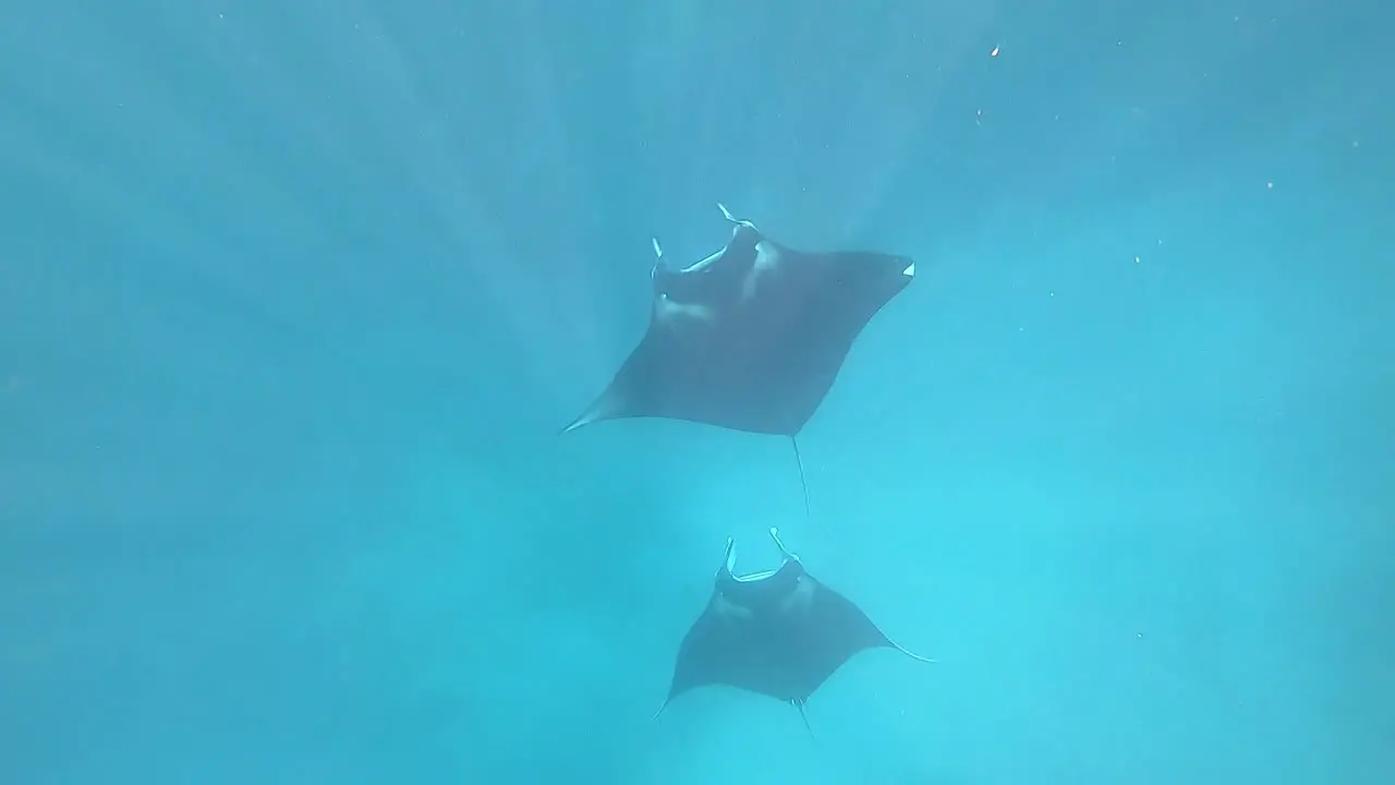 Manta rays ascending from the depths of the sea in Komodo Park Indonesia