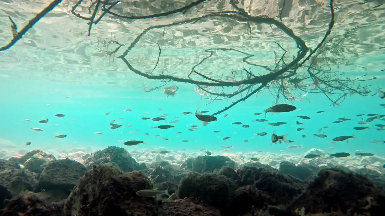 Fish swimming in very clear and transparent shallow water