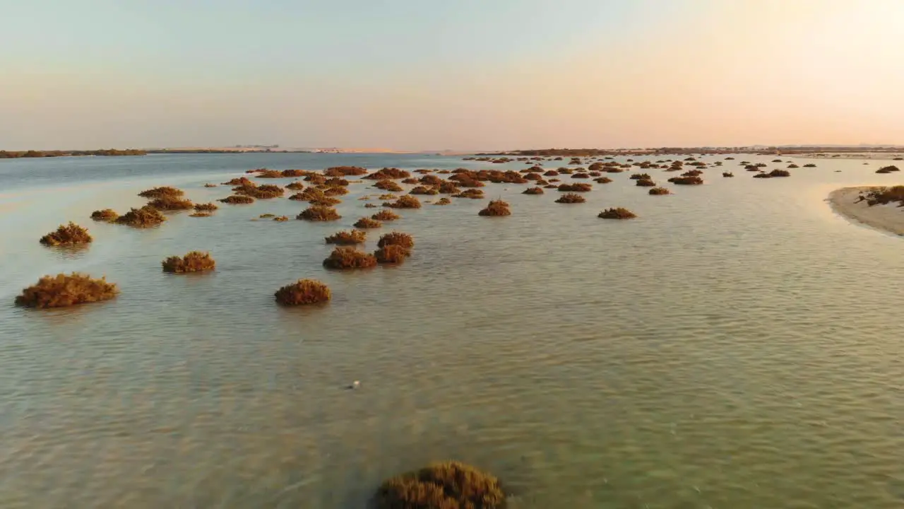 Drone fly low altitude over ocean sea mangrove shrubs in Abu Dhabi during sunset