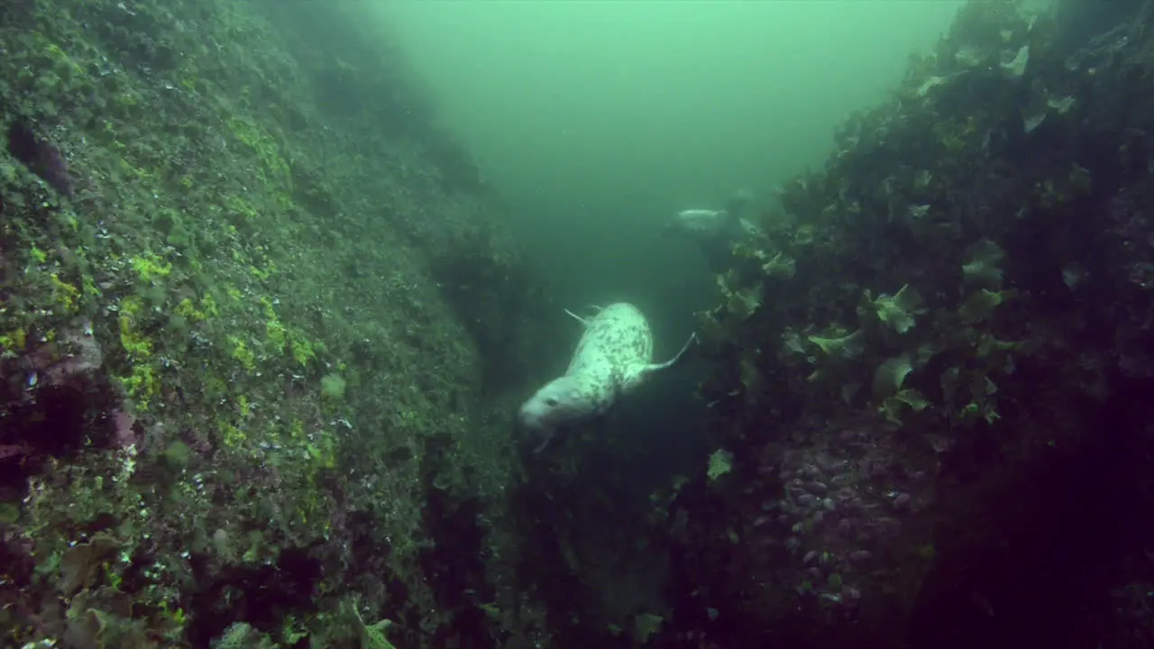 Curious grey seal during a cold water dive