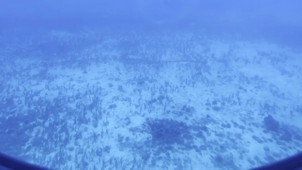 Cinematic wide dolly shot from a submarine porthole of seagrass growing along the ocean floor off the coast of Hawai'i