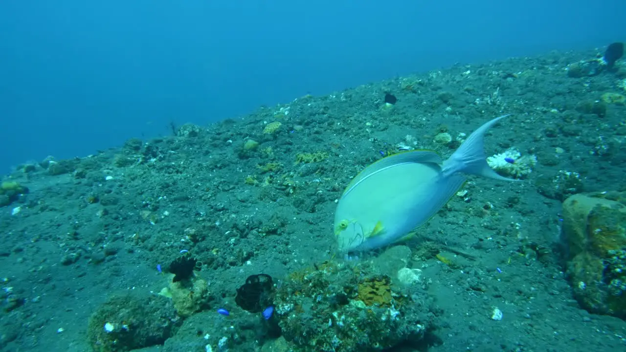 Yellowfin surgeonfish on ocean floor great colorful medium close-up shot