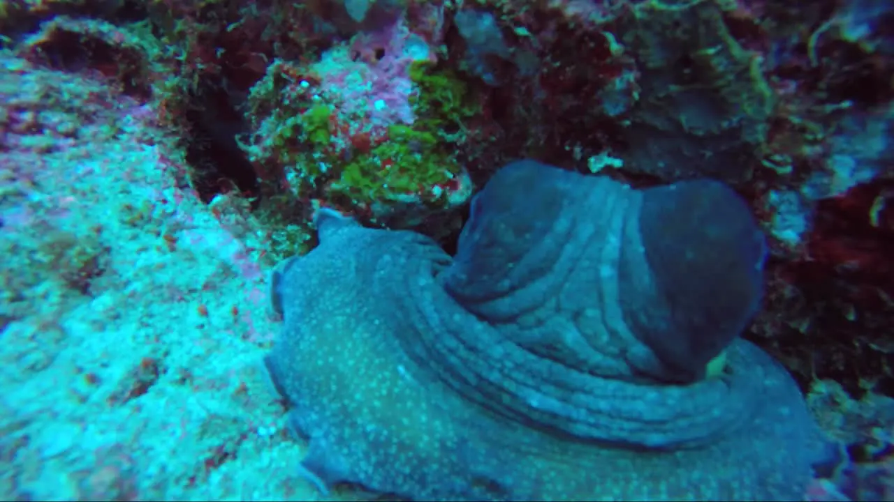 Octopus changing colour and moving back into hole