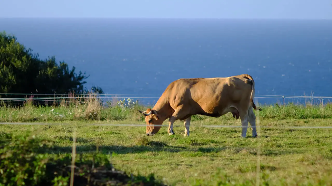 Single cow grazing in Asturias with ocean backdrop