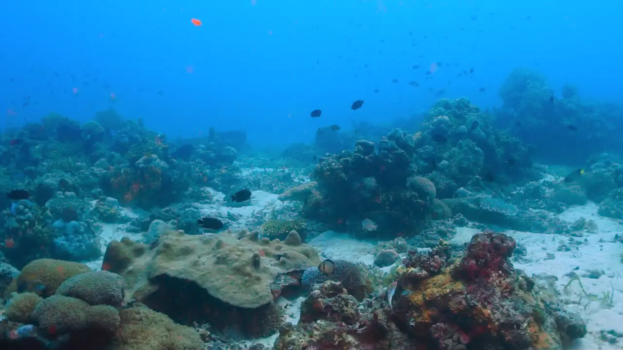 Ocean floor full of life in a healthy coral reef system