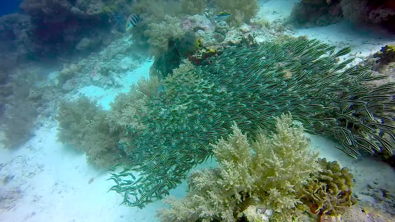 Into a school of catfish on the sandy reef