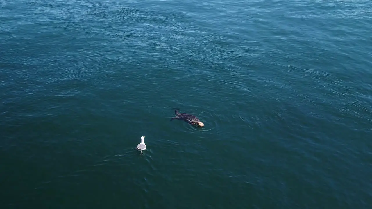 Gimbal close-up shot of a seagull harassing and stealing a crab from a sea otter feeding in the water in Monterey California