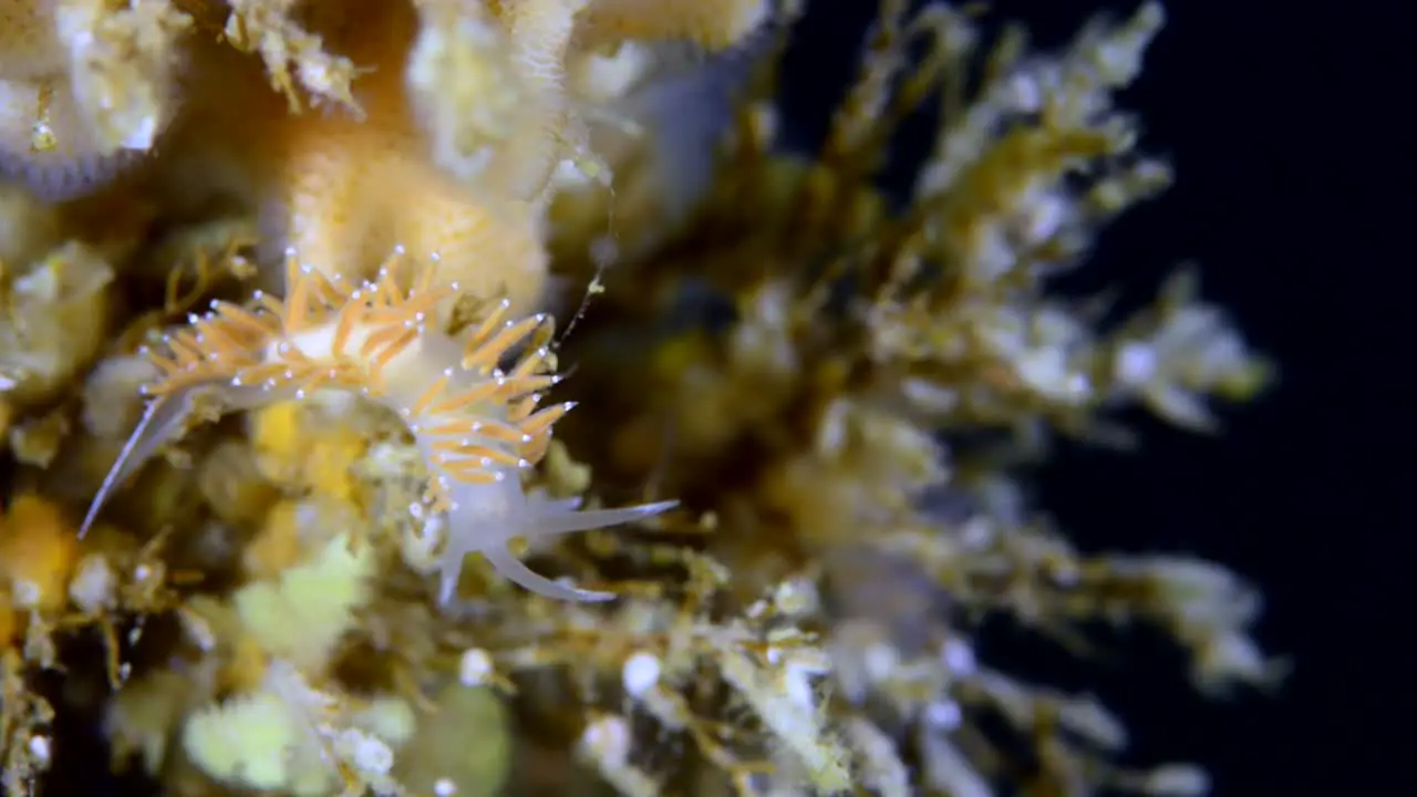 salmon colored nudibranch during a cold water dive in Percé Québec Canada