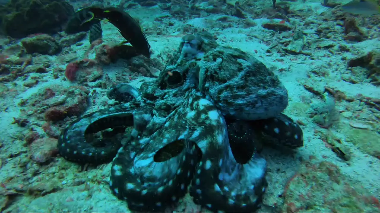 Octopus walking and hunting on coral reef with its skirt out