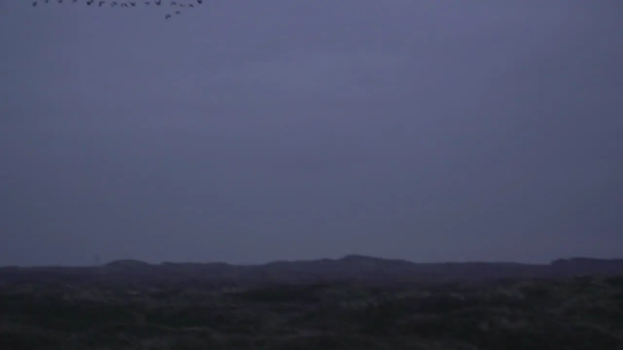 Geese flying over in formation in blue hour