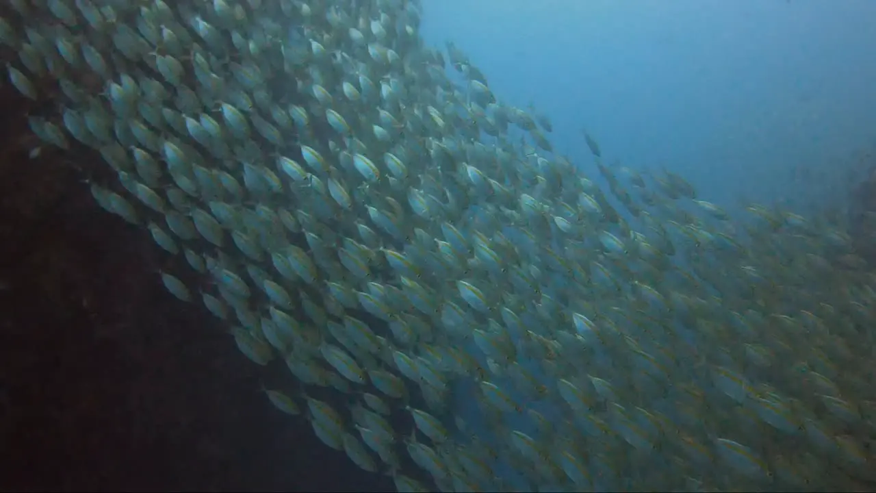 Fish schooling in a line down from the coral reef with sunlight glimmering on them