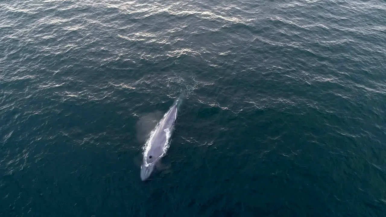 Drone footage of a blue whale spouting