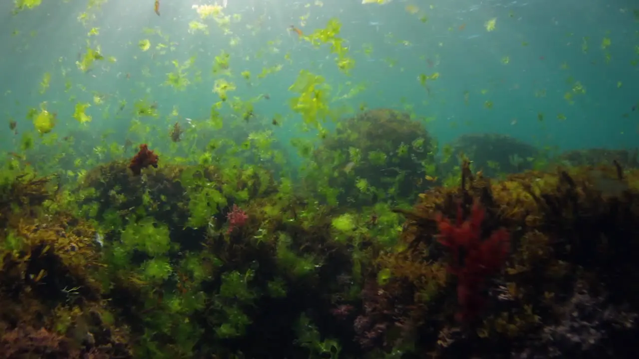 Swimming through seaweed along the ocean floor