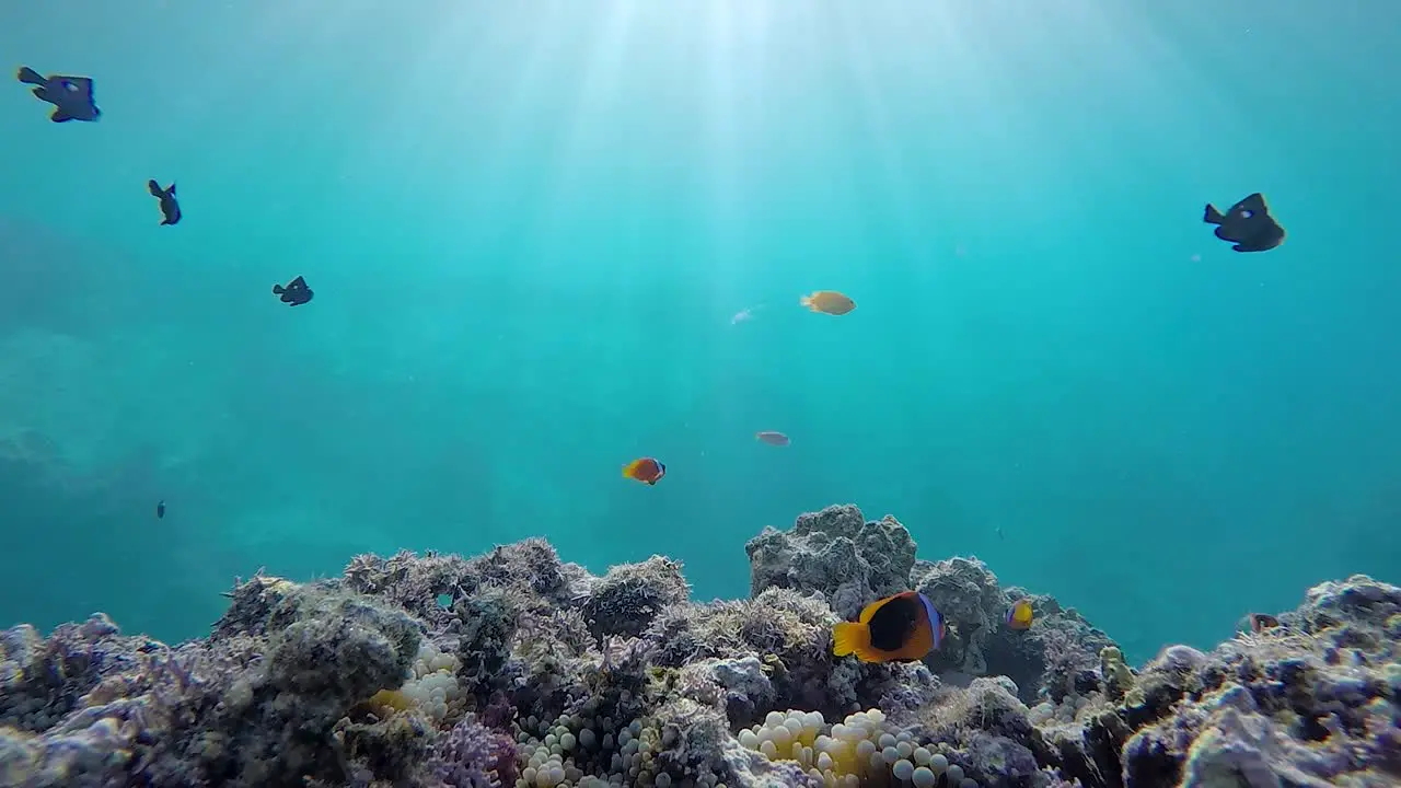 A slow motion underwater video of Anemone fish swimming about in tropical water with sunbeams flickering through