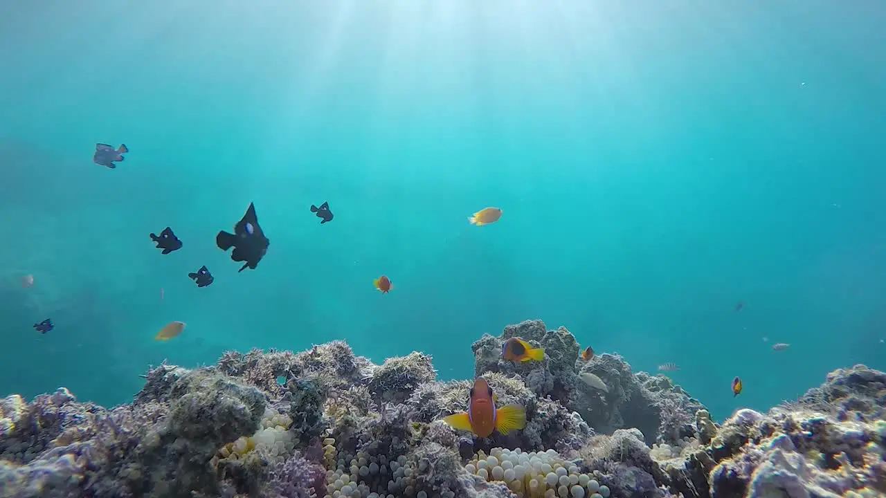 A underwater video of Anemone fish swimming about in tropical water with sunbeams flickering through