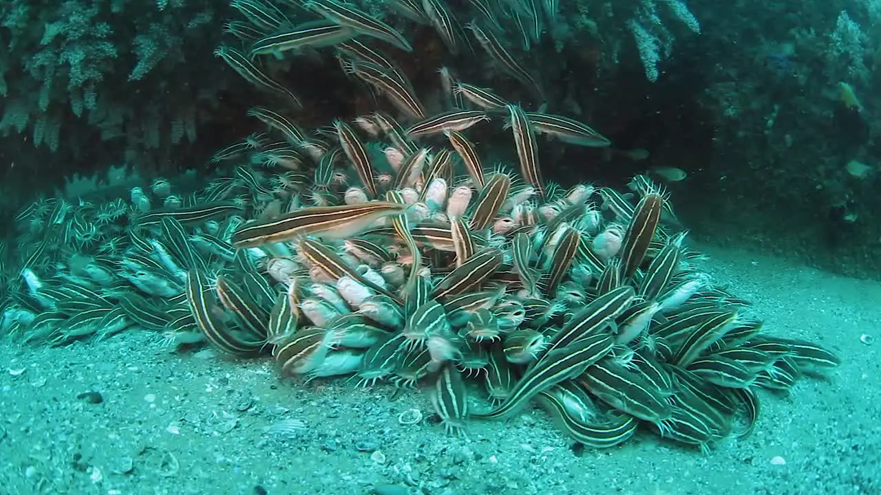 A large school of striped Catfish swarm along the bottom of the ocean