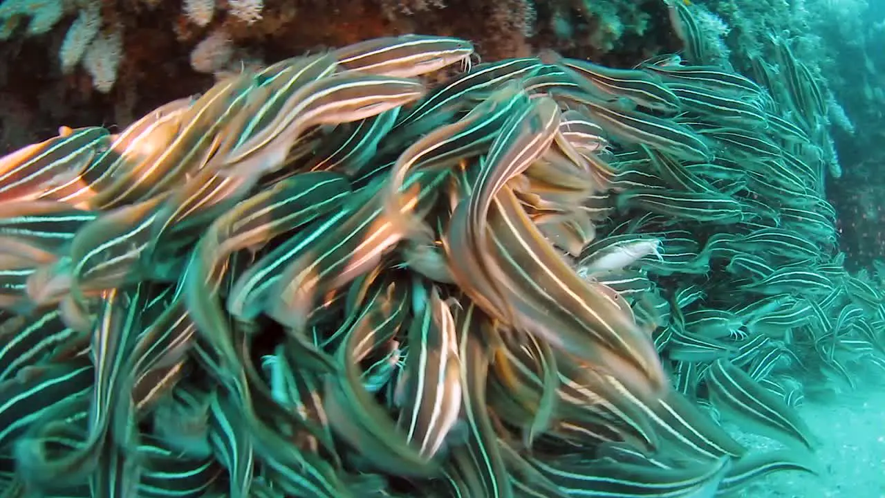 A school of Catfish swarm around the ocean floor and swim away when disturbed